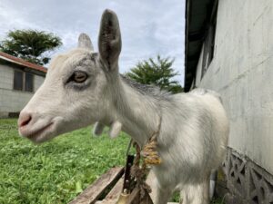 施設内で飼育されているヤギ。入居者とのふれあい活動の様子。